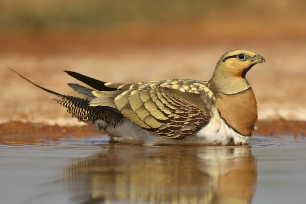 Le ganga cata (Pterocles alchata) est un oiseau des steppes qui absorbe l'eau dans ses plumes ventrales, à la fois pour se rafraîchir et pour apporter de l'eau aux jeunes © Birding Màlaga